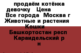 продаём котёнка девочку › Цена ­ 6 500 - Все города, Москва г. Животные и растения » Кошки   . Башкортостан респ.,Караидельский р-н